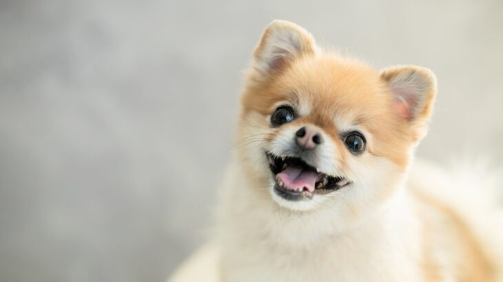 犬が笑顔を見せている時の気持ち4つ　実は喜んでるだけではない？判断ポイントまで解説(ブログ)