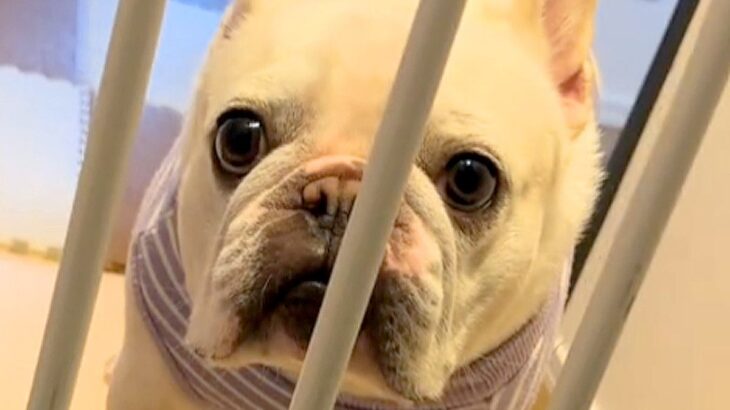 朝、愛犬に『仕事に行ってくるね』と伝えた結果…何も手につかないほどの『切なすぎる表情』が21万再生「愛おしい」「お仕事休みたくなる」(ブログ)