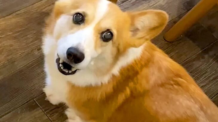 大好きなお兄ちゃんにナデナデされたら、犬が…甘えた時に見せる『まさかの豚声』が7万再生「ブヒブヒ言ってて草」「可愛すぎるｗ」と話題(ブログ)