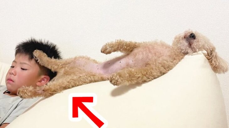 男の子と一緒に犬が寝ていたら…まさかの『足の使い方』が酷すぎると84万再生「足癖たまらんｗｗ」「なんか馴染んでて草」と爆笑の嵐(ブログ)