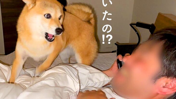 いるはずのない父をお布団で発見した結果、犬が…衝撃の展開で見せた『まさかのリアクション』が478万再生「必死で草」「パニックなってるｗ」(ブログ)