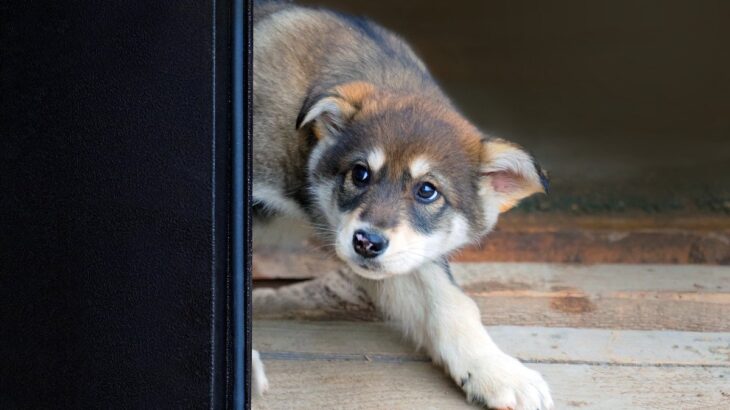 犬が『嫌いだと感じるもの』ワースト5　飼い主が避けるべきモノや苦手意識を軽減する方法まで(ブログ)
