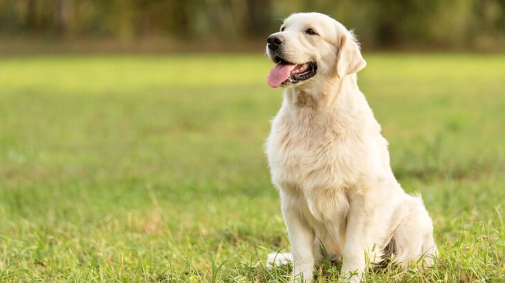 犬の『座り方』から読み取れる３つの心理　姿勢に表れる理由や注意すべき座り方まで解説(ブログ)