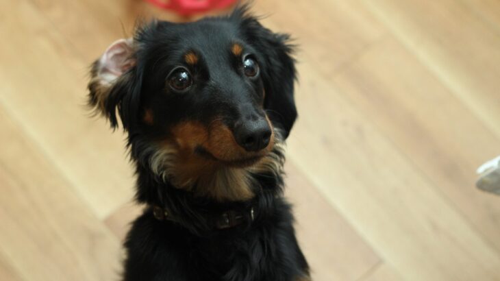 愛犬が『飼い主に伝えたいこと』5つ　どうやって伝えようとするの？可愛すぎる本音とは(ブログ)