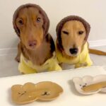 2匹の犬におやつをあげようとしたら…悲劇的すぎる『衝撃の展開』とまさかの反応が泣けると21万再生「食べたもん勝ちｗ」「優しい兄貴」(ブログ)