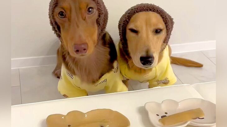 2匹の犬におやつをあげようとしたら…悲劇的すぎる『衝撃の展開』とまさかの反応が泣けると21万再生「食べたもん勝ちｗ」「優しい兄貴」(ブログ)