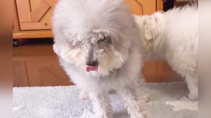『左足、骨折してるかもです…』足をかばって落ち込む犬、衝撃的な『まさかの事実』に大爆笑の声「騙されたｗｗ」「名女優で草」と46万再生(ブログ)