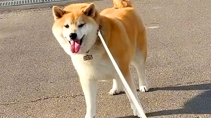 家から2キロ離れた場所で『犬が散歩拒否』をしたら…まさかの神展開と『衝撃の結末』が252万再生「ツッコミどころ満載ｗ」「確信犯で草」(ブログ)