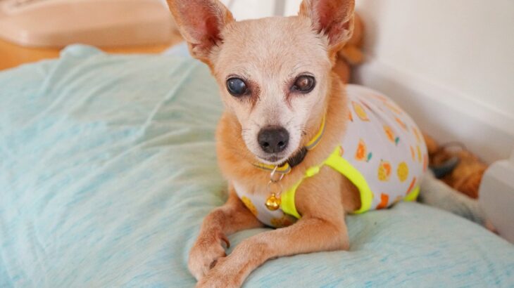 老犬がかかりやすい病気3つ　その理由から知っておきたい対策法まで解説(ブログ)