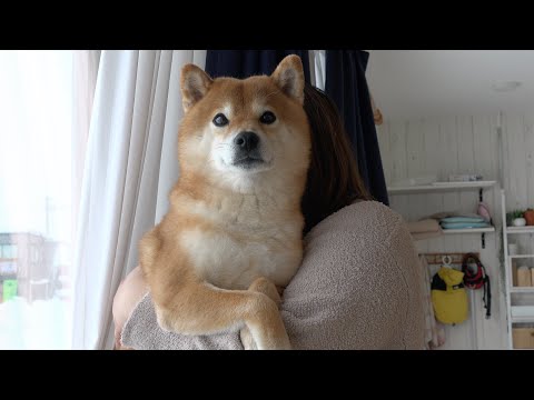 とある理由で機嫌を損ねる柴犬ハチ‥根に持つ姿が可愛すぎる。。(YouTube)