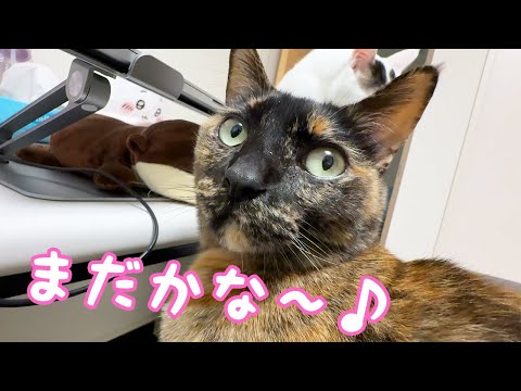 ご飯前の猫たちの待ち方がそれぞれ違って可愛いｗ(YouTube)