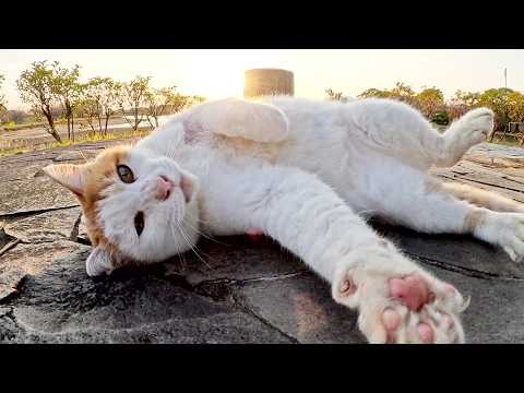 茶シロ猫が人間と一緒にベンチへ行って、夕日を浴びながら転げ回る(YouTube)