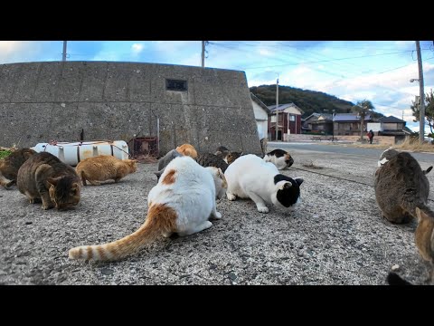 島の猫たち晩御飯食べてます。(YouTube)