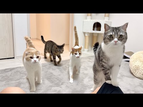 猫にモテる入浴剤を使ってみたらお風呂上がりにこうなっちゃいました…笑(YouTube)