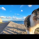 猫島の海沿いの道に行くと倉庫で寝ていた三毛猫ちゃんがモフられに出てきた(YouTube)