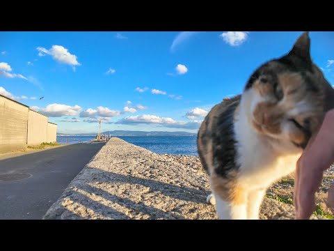 猫島の海沿いの道に行くと倉庫で寝ていた三毛猫ちゃんがモフられに出てきた(YouTube)