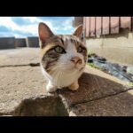 側溝の穴に入ると見せかけてやっぱ入らない猫(YouTube)