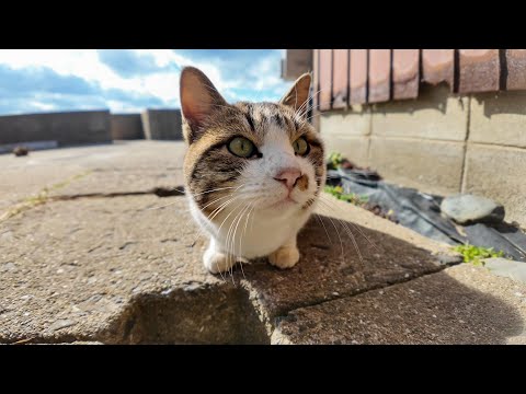 側溝の穴に入ると見せかけてやっぱ入らない猫(YouTube)