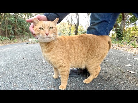 茶トラ猫が可愛い声で鳴きながら足にスリスリしてきた(YouTube)