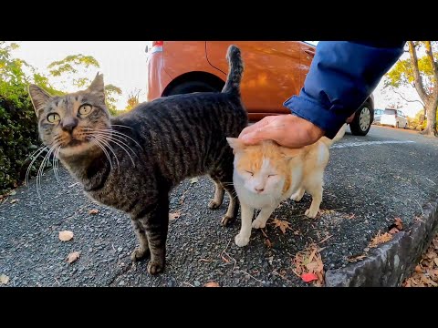 駐車場にいた猫たちがモフられにきた(YouTube)