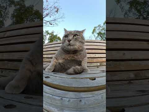 トトロ猫の尻尾がベンチの隙間に挟まる！？ #猫 #ネコ #cat(YouTube)