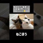 姉猫のごはんを狙って来るチロモモ #shorts(YouTube)
