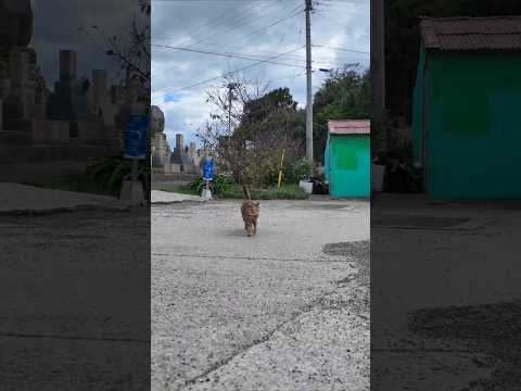 猫島で防波堤に座ると猫が忍び寄って来る #猫 #猫島(YouTube)
