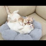 大きくなっても子猫の頃と同じように兄に甘えたい猫がこうなってました…笑(YouTube)