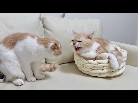 1年ぶりに大好きな兄と再会したら予想してなかったまさかの展開になっちゃいました…(YouTube)