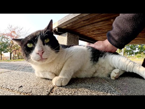 警戒心が強いハチワレ猫が少しだけモフられてベンチの下に隠れる(YouTube)