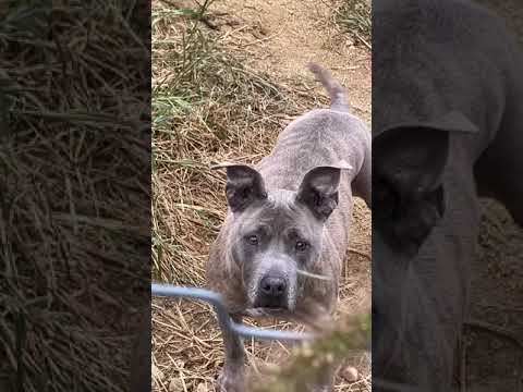 優しいピットブルぴーちゃん　#shorts #pitbull(YouTube)