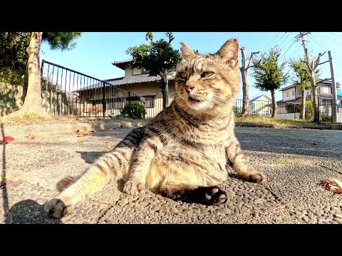 丸々と太ったキジトラ猫がノシノシと歩いてモフられにやって来た(YouTube)