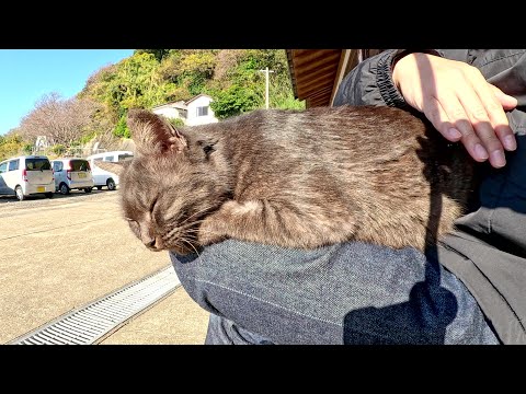 観光客の待合室を占拠して、人間に奉仕をさせる猫達(YouTube)