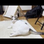 エラいこっちゃ！豆大福の体重に異変が！(YouTube)