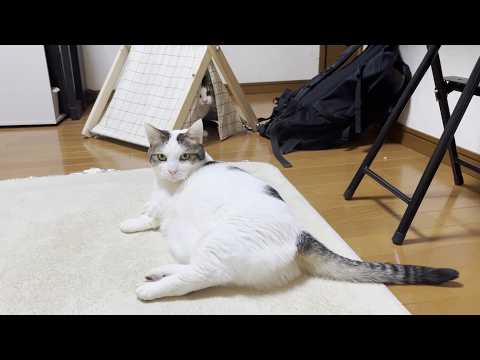エラいこっちゃ！豆大福の体重に異変が！(YouTube)