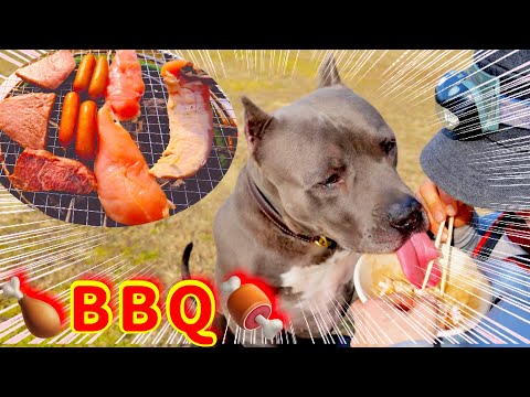 【新春バーベキュー】ピットブルと焼肉はオススメしません(YouTube)