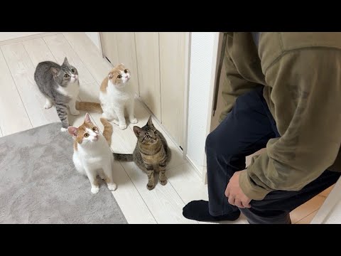 1年ぶりに実家に帰省したら猫が2匹増えてたときの弟の反応がこちらですw(YouTube)