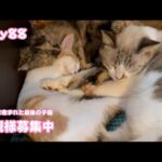 里親様募集中!  牛小屋で産まれた最後の子猫 Day88  2024 12 07 2(YouTube)