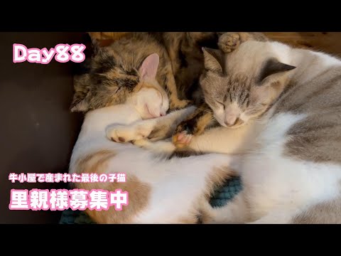 里親様募集中!  牛小屋で産まれた最後の子猫 Day88  2024 12 07 2(YouTube)