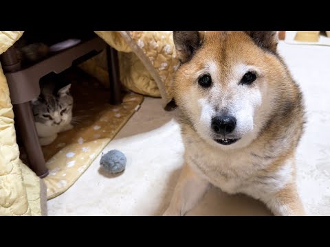 【柴犬と猫】ここにいるのはわかってるけど…姿が見えないと探してしまう優しい柴犬(YouTube)