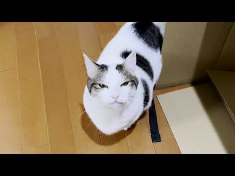 ブツブツ文句を言いながら階段を下りて行く猫(YouTube)