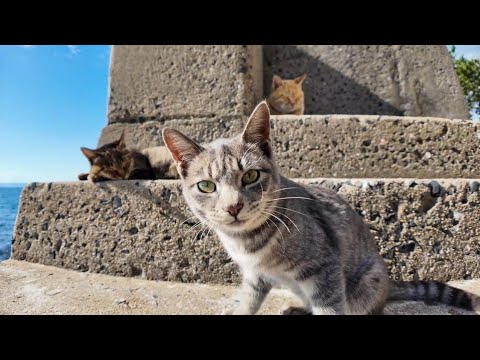 【今週のボツ動画】今週撮った短い未公開動画まとめて公開-unreleased video of this week-2024/12/1w(YouTube)