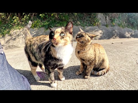 三毛とサビの美猫達をモフっていると、仲間猫がワラワラと集まってきた(YouTube)