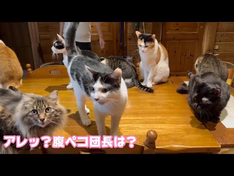 あれれ？腹ペコ団長いないやん！  2024 12 22 1(YouTube)
