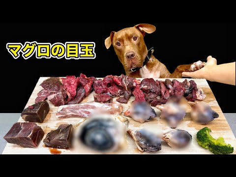 【犬のASMR】生肉や骨を食べるピットブルの咀嚼音が気持ち良すぎる(YouTube)