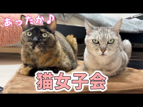今年も寒くなってきて猫女子会が開催されました！(YouTube)