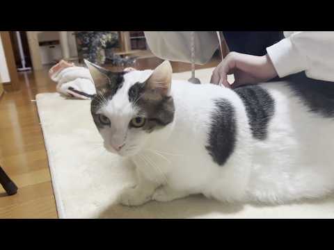 ウエストを測ったらスタイルが良いアイドル級のウエストだった猫(YouTube)
