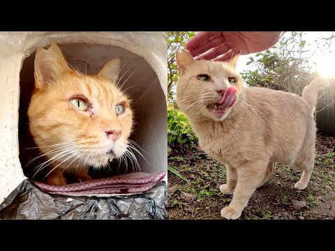 クリーム猫が寒がりの茶トラ猫をハウスから呼んできてくれた(YouTube)