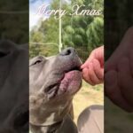 白い恋人達　#shorts #pitbull #Christmas #桑田佳祐(YouTube)