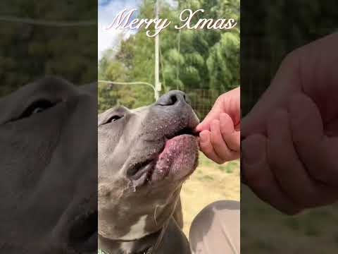 白い恋人達　#shorts #pitbull #Christmas #桑田佳祐(YouTube)